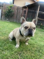 Lost Male Dog last seen Near Nicholas Place, Winton, CA 95388
