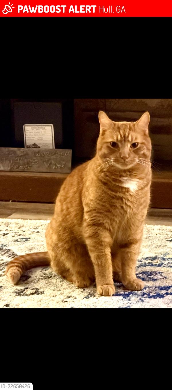 Lost Male Cat last seen Joe Graham Rd , Hull, GA 30646