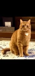 Lost Male Cat last seen Joe Graham Rd , Hull, GA 30646
