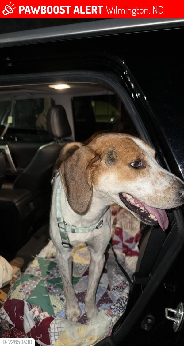 Lost Male Dog last seen Satellite bar, Wilmington, NC 28401