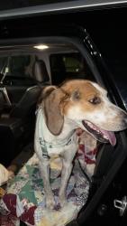 Lost Male Dog last seen Satellite bar, Wilmington, NC 28401