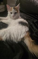 Found/Stray Female Cat last seen Water st & Merrimac st, Weatherford, TX 76086