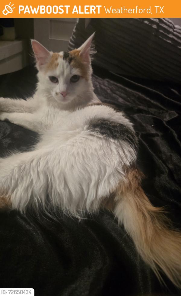 Found/Stray Female Cat last seen Water st & Merrimac st, Weatherford, TX 76086