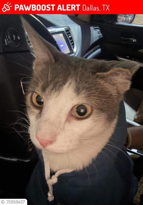 Lost Male Cat last seen Forestwood apartaments, Dallas, TX 75243