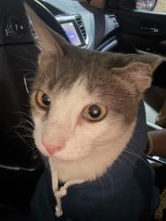 Lost Male Cat last seen Forestwood apartaments, Dallas, TX 75243