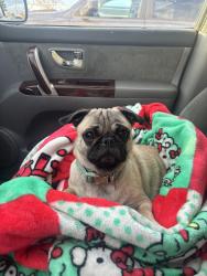 Lost Female Dog last seen Kurtzman park , Pasco, WA 99301