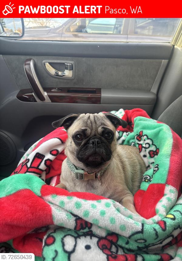 Lost Female Dog last seen Kurtzman park , Pasco, WA 99301