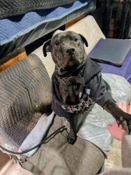 Lost Male Dog last seen Michigan and Warman, Indianapolis, IN 46222