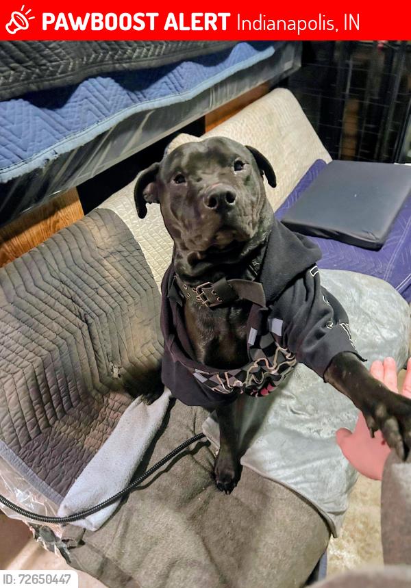 Lost Male Dog last seen Michigan and Warman, Indianapolis, IN 46222