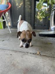 Found/Stray Female Dog last seen Washington st and harris lane, Bermuda Dunes, CA 92203