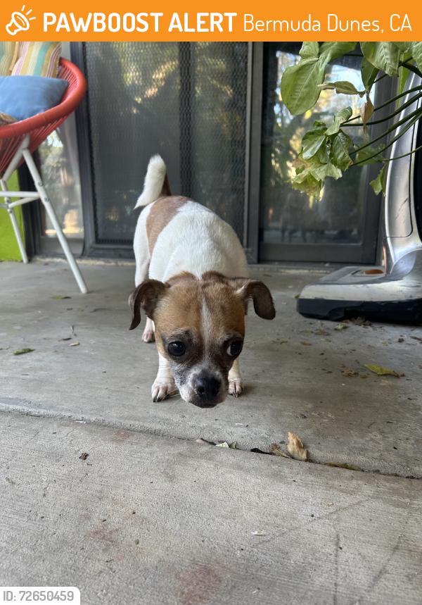 Found/Stray Female Dog last seen Washington st and harris lane, Bermuda Dunes, CA 92203