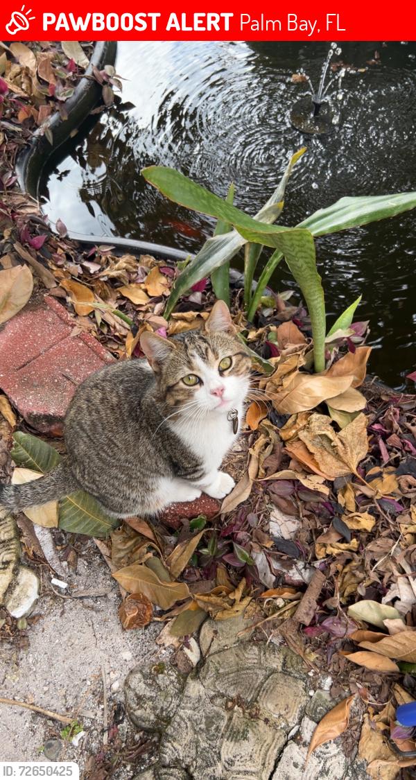 Lost Male Cat last seen Hooper ave ne, palm bay, Palm Bay, FL 32905