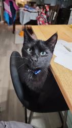Lost Male Cat last seen Deerwood neighborhood, Orlando, FL 32828