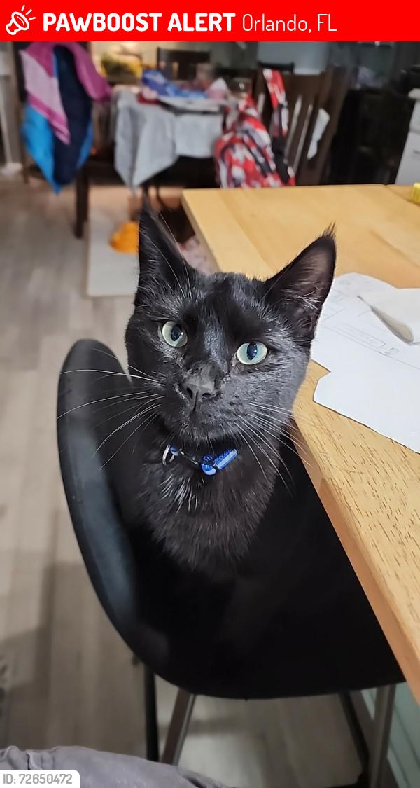 Lost Male Cat last seen Deerwood neighborhood, Orlando, FL 32828