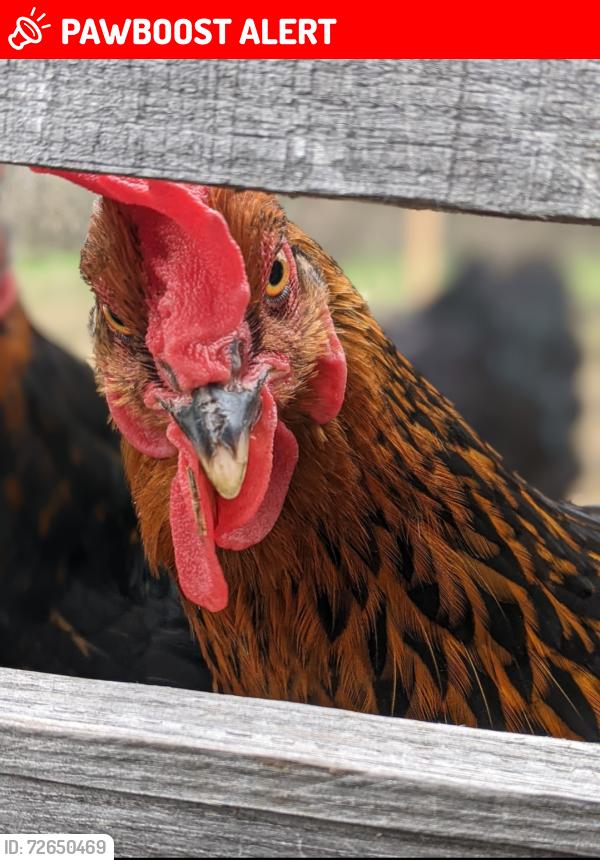 Lost Female Bird last seen Hardwood 820, North Richland Hills, TX 76180