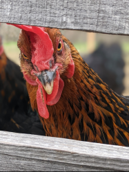 Lost Female Bird last seen Hardwood 820, North Richland Hills, TX 76180
