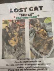Lost Female Cat last seen Pardue rd, Springfield, LA 70462