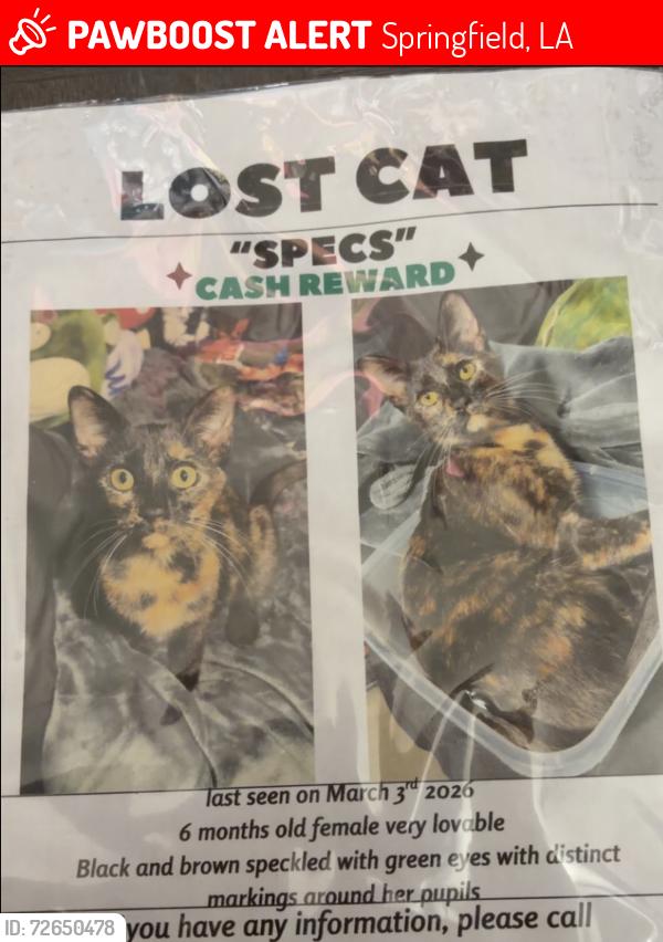 Lost Female Cat last seen Pardue rd, Springfield, LA 70462