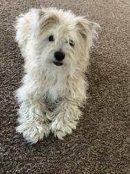 Found/Stray Male Dog last seen Tulsa ok 129th and 41st , Tulsa, OK 74146