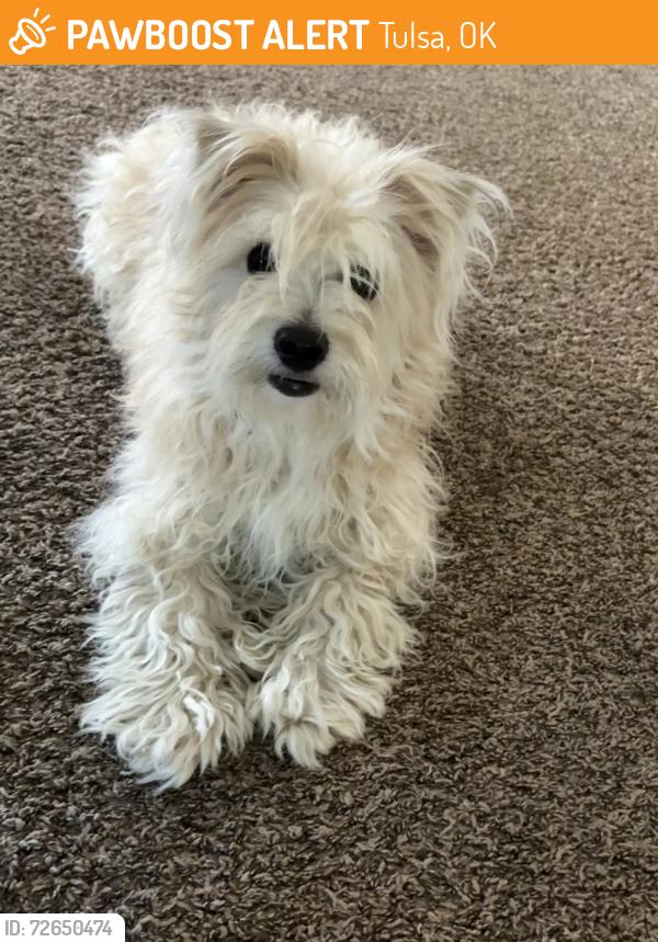 Found/Stray Male Dog last seen Tulsa ok 129th and 41st , Tulsa, OK 74146