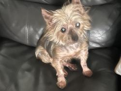 Lost Female Dog last seen John’s lake Rd. , Clermont, FL 34711