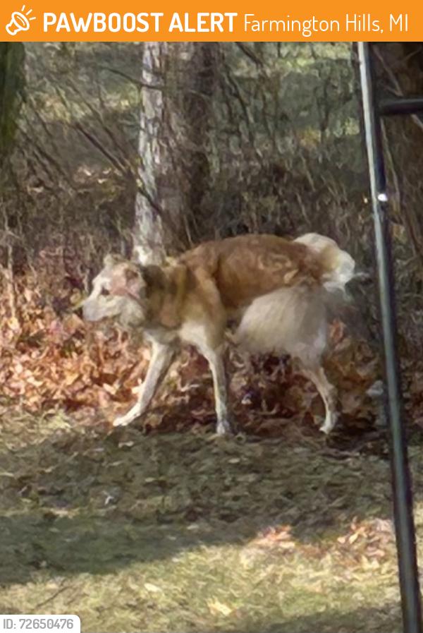 Found/Stray Male Dog last seen 1/2 mile north of 10 Mile between Orchard Lake and Middlebelt.  Farmington Hills, MI, Farmington Hills, MI 48336