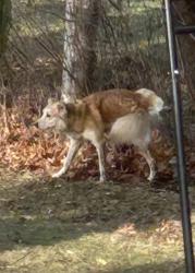 Found/Stray Male Dog last seen 1/2 mile north of 10 Mile between Orchard Lake and Middlebelt.  Farmington Hills, MI, Farmington Hills, MI 48336