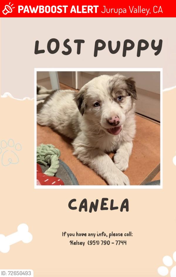Lost Female Dog last seen Holmes and 68th, Jurupa Valley, CA 91752