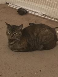 Lost Female Cat last seen Crested lane, Memphis, TN 38016