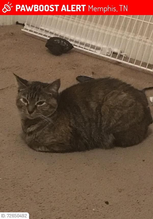 Lost Female Cat last seen Crested lane, Memphis, TN 38016