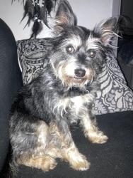 Lost Female Dog last seen In my driveway near shoemaker and ga highway 18, West Point, GA 31833