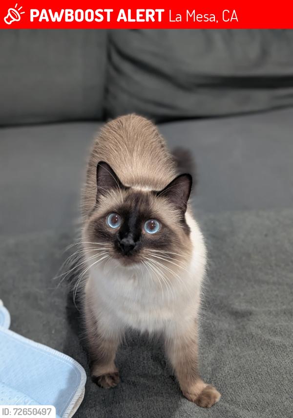 Lost Female Cat last seen Parkway drive and Baltimore , La Mesa, CA 91942