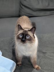Lost Female Cat last seen Parkway drive and Baltimore , La Mesa, CA 91942