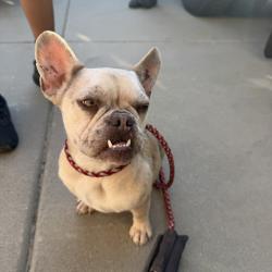 Found/Stray Female Dog last seen Palm and Melvin , San Bernardino, CA 92407