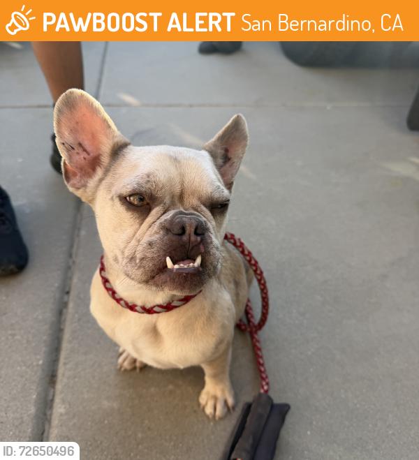 Found/Stray Female Dog last seen Palm and Melvin , San Bernardino, CA 92407