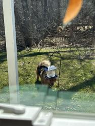 Found/Stray Unknown Dog last seen Near adams ridge court holland mi, Holland, MI 49423