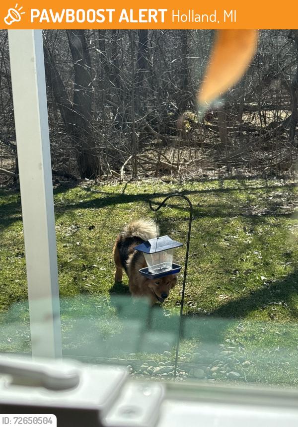 Found/Stray Unknown Dog last seen Near adams ridge court holland mi, Holland, MI 49423