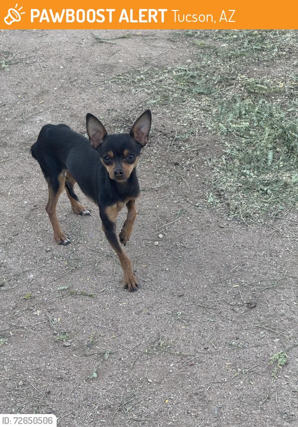 Found/Stray Male Dog last seen Irvington , Tucson, AZ 85746