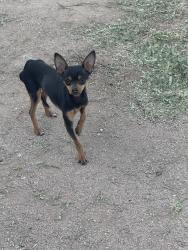 Found/Stray Male Dog last seen Irvington , Tucson, AZ 85746