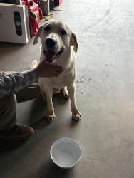 Found/Stray Male Dog last seen Yanez, Buckeye, AZ 85326