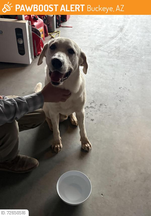 Found/Stray Male Dog last seen Yanez, Buckeye, AZ 85326
