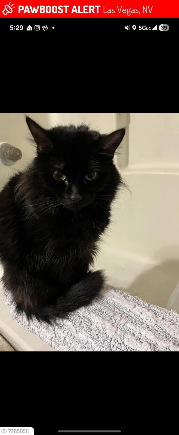 Lost Female Cat last seen Betty and abonanza, Las Vegas, NV 89110