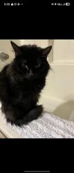 Lost Female Cat last seen Betty and abonanza, Las Vegas, NV 89110