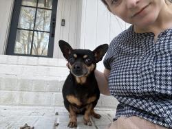 Found/Stray Female Dog last seen Kelly and 3rd , Scottdale, GA 30079