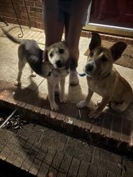 Found/Stray Male Dog last seen Roebuck skating rink, Spartanburg County, SC 29369