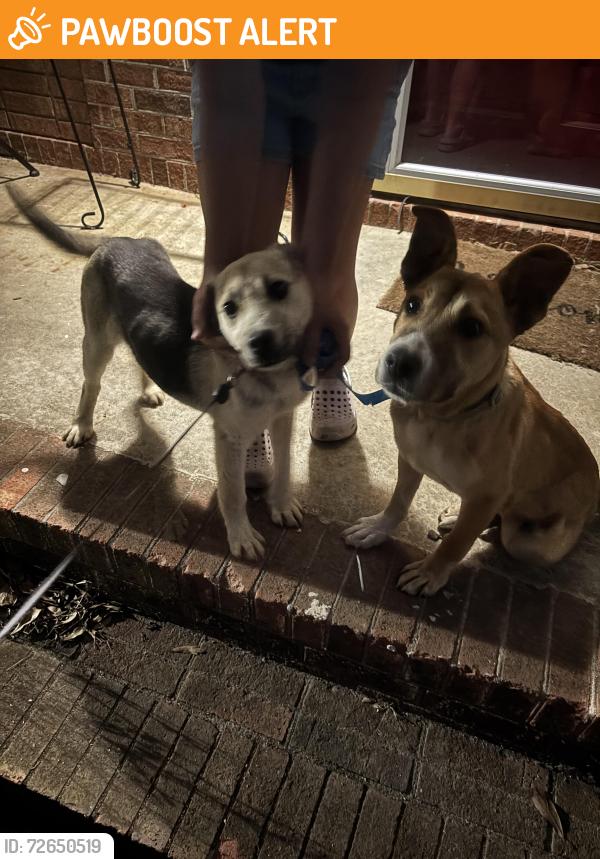 Found/Stray Male Dog last seen Roebuck skating rink, Spartanburg County, SC 29369