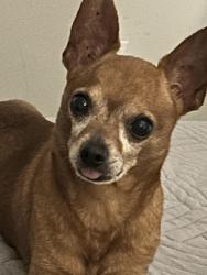 Lost Male Dog last seen Armenia and tampania, Tampa, FL 33607