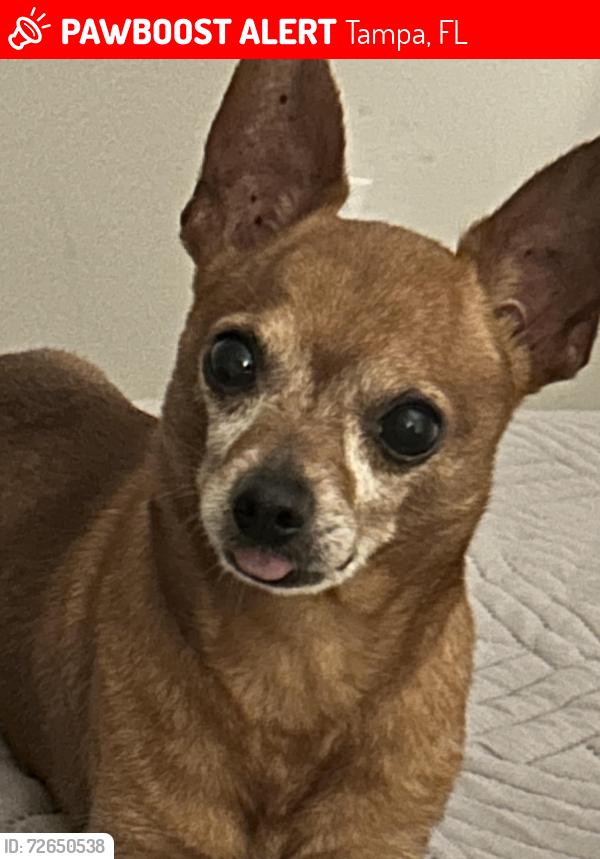 Lost Male Dog last seen Armenia and tampania, Tampa, FL 33607