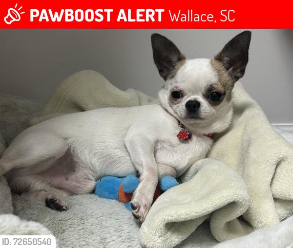 Lost Male Dog last seen Highway 177 , Wallace, SC 29596