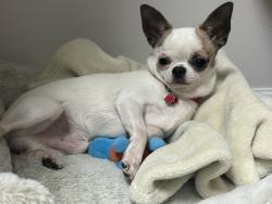 Lost Male Dog last seen Highway 177 , Wallace, SC 29596